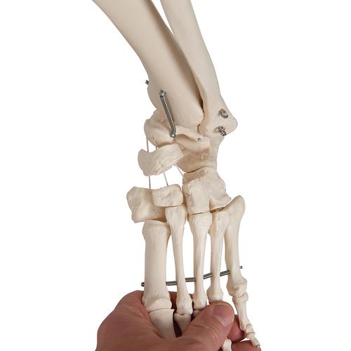 Squelette Phil A15/3, le squelette physiologique sur pied d'accrochage métallique avec 5 roulettes - 3B Smart Anatomy, 1020179 [A15/3], Modèles de squelettes humains taille réelle