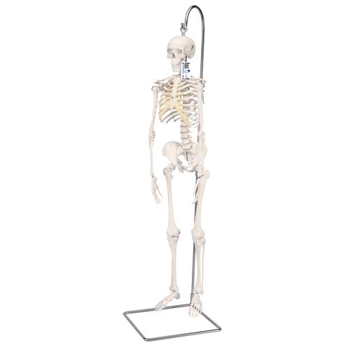 Mini-squelette "Shorty", suspendu (sur support) - 3B Smart Anatomy, 1000040 [A18/1], Modèles de squelettes humains taille réduite