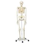 Modèles de squelettes humains taille réelle