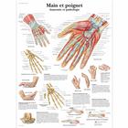 Main et poignet - Anatomie et pathologie, 4006741 [VR2171UU], système Squelettique