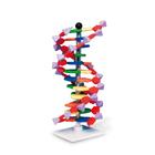 Modèle ADN double hêlice, 12 segments, set miniDNA®, 1005298 [W19763], Structure et fonction de l'ADN