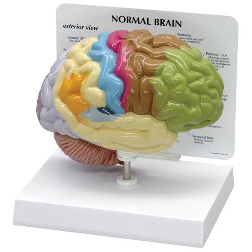 Modèle de demi-cerveau, 1019543, Modèles de cerveaux