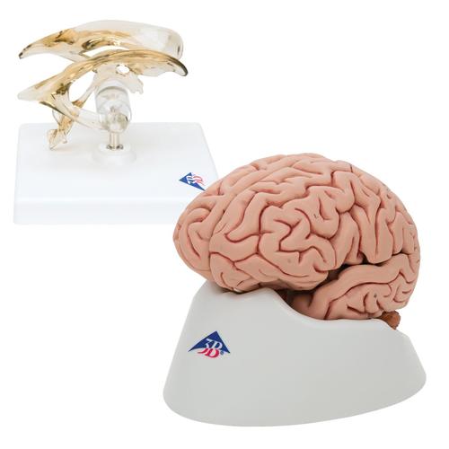 Ensembles d'anatomie Cerveau et ventricule, 8000842, Modèles de cerveaux