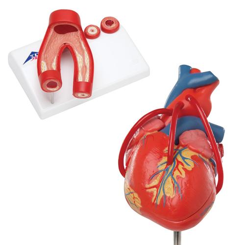 Ensembles d'anatomie Cœur, 8000845, Modèles cœur et circulation
