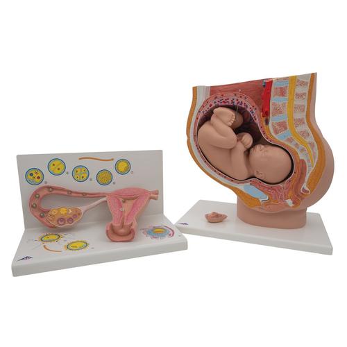 Ensembles d'anatomie Grossesse, 8000848, Modèles de grossesse