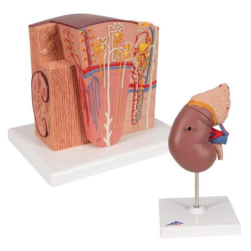 Kidney Set, 8000906, Ensembles d'anatomie