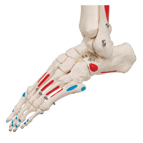 Squelette Max A11 avec représentation des muscles sur pied métallique à 5 roulettes - 3B Smart Anatomy, 1020173 [A11], Modèles de squelettes humains taille réelle