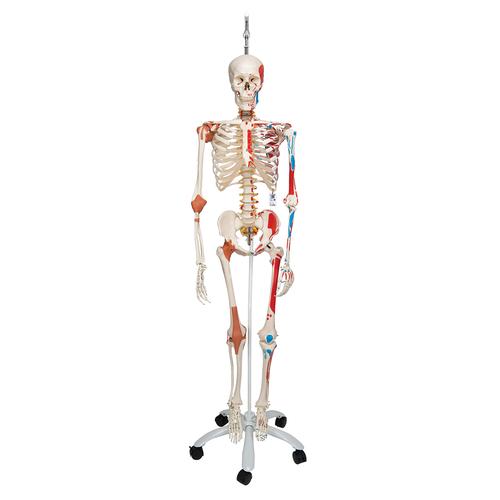 Squelette Sam A13/1 en version luxe suspendu sur pied métallique à 5 roulettes - 3B Smart Anatomy, 1020177 [A13/1], Modèles de squelettes humains taille réelle
