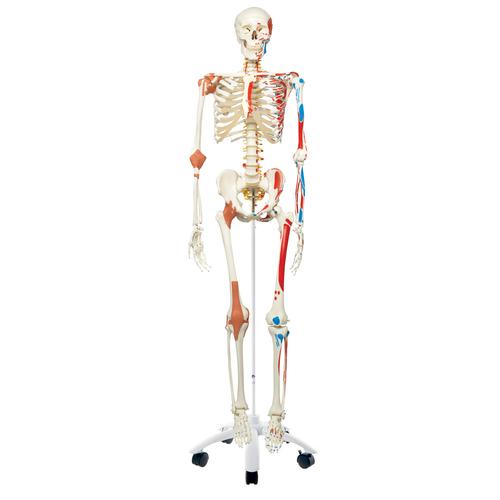 Squelette Sam A13 en version luxe sur pied métallique à 5 roulettes - 3B Smart Anatomy, 1020176 [A13], Modèles de squelettes humains taille réelle