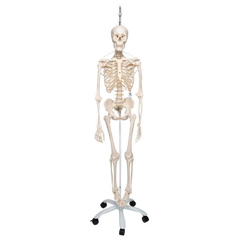 Squelette Feldi A15/3S, le squelette fonctionnel sur pied d'accrochage métallique avec 5 roulettes - 3B Smart Anatomy, 1020180 [A15/3S], Modèles de squelettes humains taille réelle