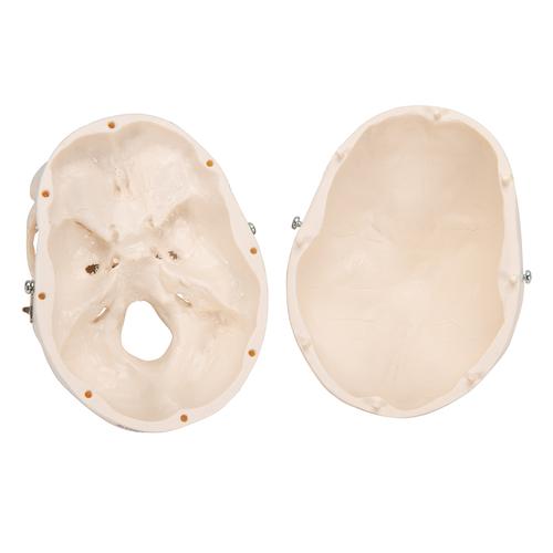 Crâne miniature, en 3 parties - 3B Smart Anatomy, 1000041 [A18/15], Modèles de moulage de crânes humains