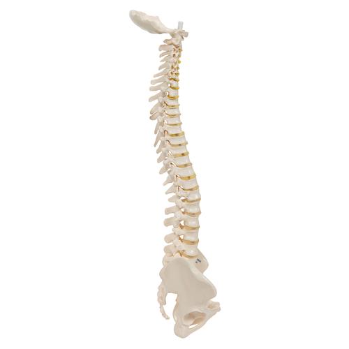 Colonne vertébrale miniature, élastique - 3B Smart Anatomy, 1000042 [A18/20], Modèles de squelettes humains taille réduite