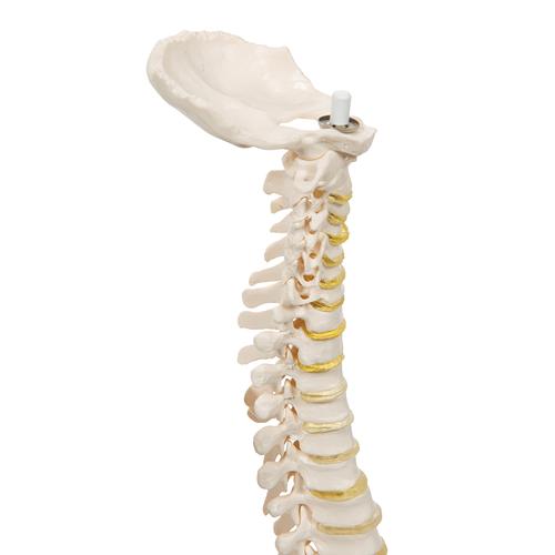 Colonne vertébrale miniature, élastique - 3B Smart Anatomy, 1000042 [A18/20], Modèles de squelettes humains taille réduite