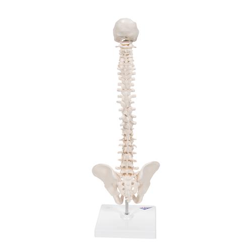 Colonne vertébrale miniature, élastique, sur support - 3B Smart Anatomy, 1000043 [A18/21], Colonnes vertébrales (rachis)