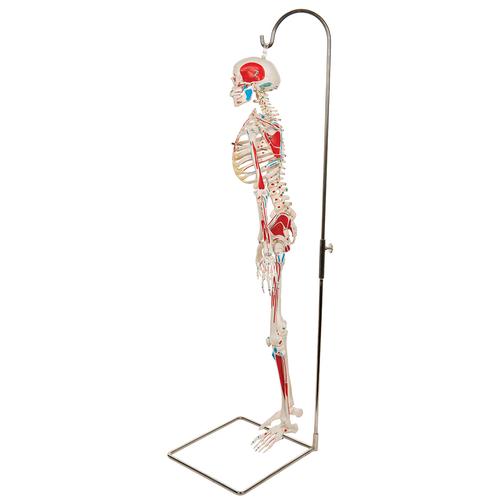 Minisquelette "Shorty" avec muscles peints, sur support de suspension - 3B Smart Anatomy, 1000045 [A18/6], Modèles de squelettes humains taille réduite