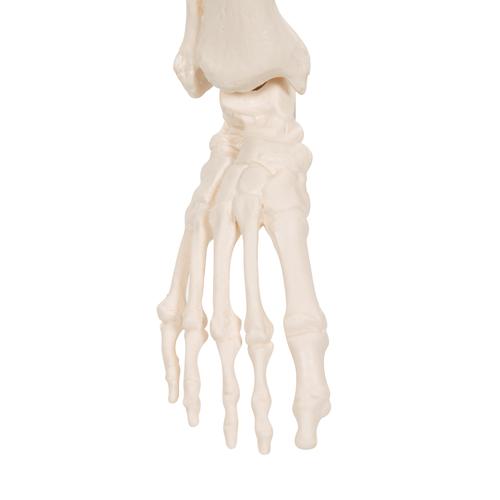 Mini-squelette "Shorty", sur socle - 3B Smart Anatomy, 1000039 [A18], Modèles de squelettes humains taille réduite