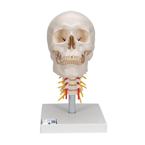 Crâne sur colonne vertébrale cervicale, en 4 parties - 3B Smart Anatomy, 1020160 [A20/1], Colonnes vertébrales (rachis)