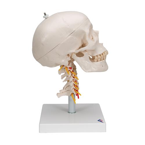Crâne sur colonne vertébrale cervicale, en 4 parties - 3B Smart Anatomy, 1020160 [A20/1], Colonnes vertébrales (rachis)