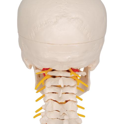 Crâne sur colonne vertébrale cervicale, en 4 parties - 3B Smart Anatomy, 1020160 [A20/1], Modèles de vertèbres