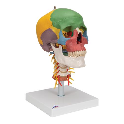 Crâne didactique sur colonne vertébrale, en 4 parties - 3B Smart Anatomy, 1020161 [A20/2], Modèles de moulage de crânes humains