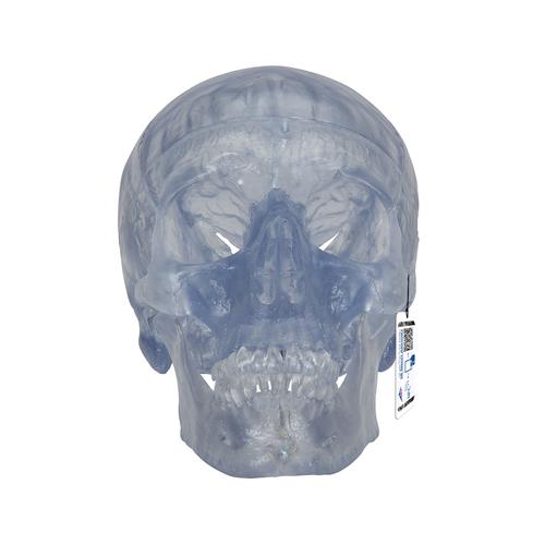 Crâne transparent, en 3 parties - 3B Smart Anatomy, 1020164 [A20/T], Modèles de moulage de crânes humains