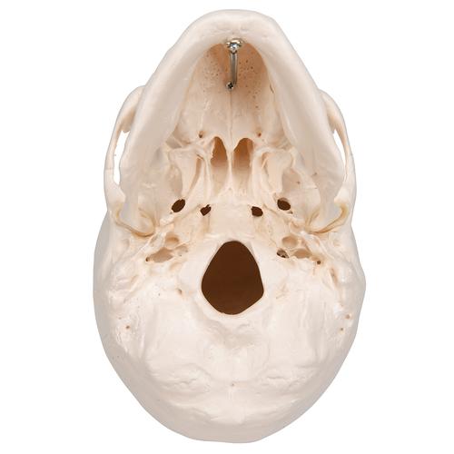 Crâne classique, en 3 parties - 3B Smart Anatomy, 1020159 [A20], Modèles de moulage de crânes humains