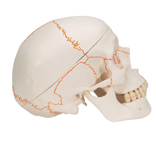 Crâne classique - 3B Smart Anatomy, 1020165 [A21], Modèles de moulage de crânes humains