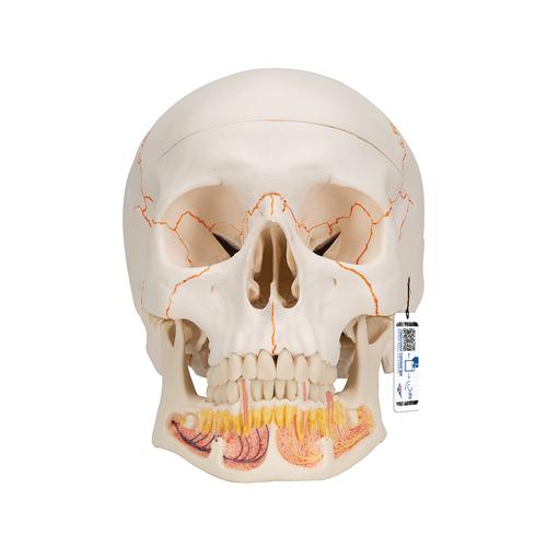 Crâne classique avec mandibule ouverte, en 3 parties - 3B Smart Anatomy, 1020166 [A22], Modèles de moulage de crânes humains