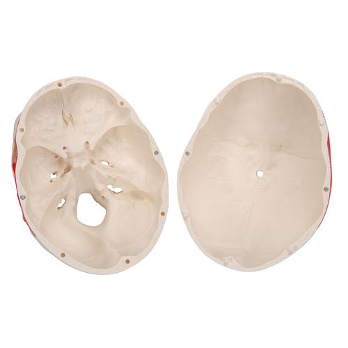 Crâne classique, peint, en 3 parties - 3B Smart Anatomy, 1020168 [A23], Modèles de moulage de crânes humains