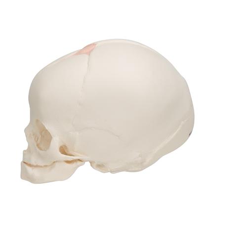 Crâne de fœtus, sans support - 3B Smart Anatomy, 1000057 [A25], Modèles de moulage de crânes humains