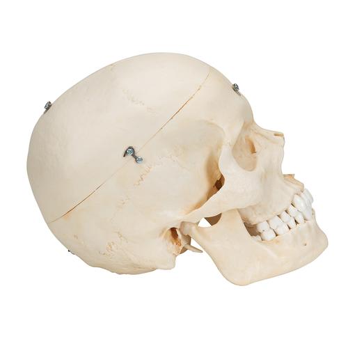 Crâne BONElike en 6 parties, structures osseuses détaillées - 3B Smart Anatomy, 1000062 [A281], Modèles de moulage de crânes humains