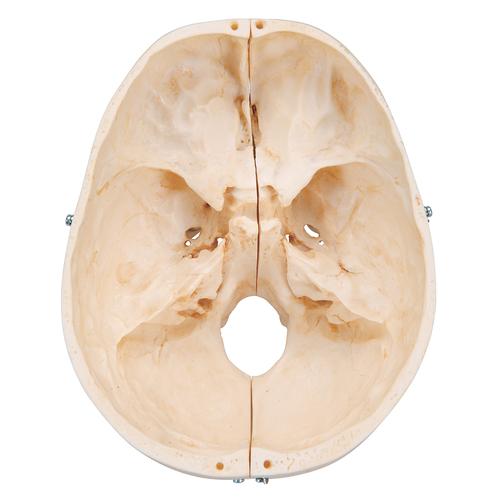Crâne BONElike en 6 parties, structures osseuses détaillées - 3B Smart Anatomy, 1000062 [A281], Modèles de moulage de crânes humains