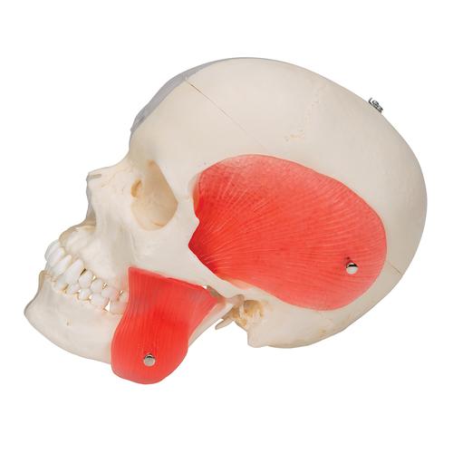 Crâne BONElike, semi transparent, en 8 parties, structures osseuses détaillées - 3B Smart Anatomy, 1000063 [A282], Modèles de moulage de crânes humains