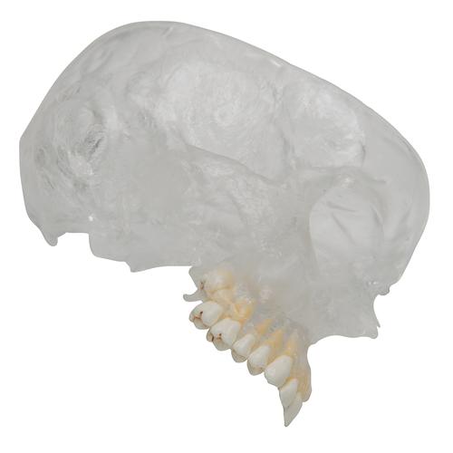 Crâne BONElike, semi transparent, en 8 parties, structures osseuses détaillées - 3B Smart Anatomy, 1000063 [A282], Modèles de moulage de crânes humains