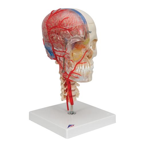 Crâne BONElike didactique de luxe, en 7 parties - 3B Smart Anatomy, 1000064 [A283], Modèles de moulage de crânes humains