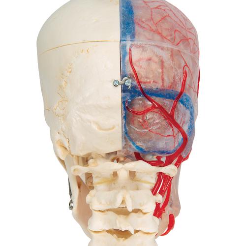 Crâne BONElike didactique de luxe, en 7 parties - 3B Smart Anatomy, 1000064 [A283], Colonnes vertébrales (rachis)