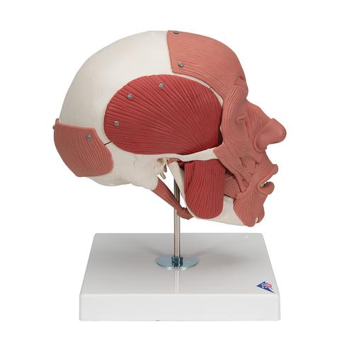 Crâne avec muscles faciaux - 3B Smart Anatomy, 1020181 [A300], Modèles de musculatures