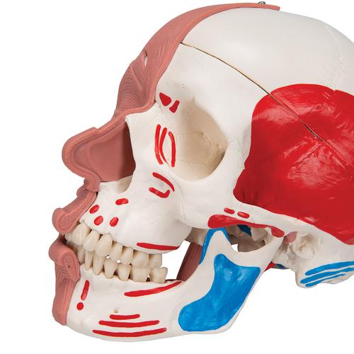 Crâne avec muscles faciaux - 3B Smart Anatomy, 1020181 [A300], Modèles de musculatures
