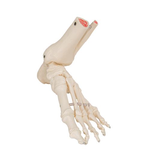 Squelette du pied avec moignon tibia et fibula (péroné), montage élastique, côté - 3B Smart Anatomy, 1019358 [A31/1], Modèles de squelettes des membres inférieurs