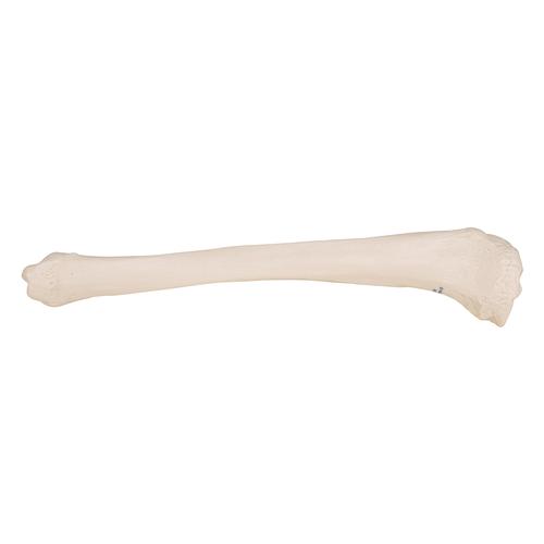 Tibia - 3B Smart Anatomy, 1019363 [A35/3], Modèles de squelettes des membres inférieurs