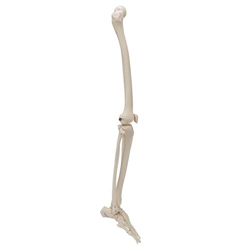 Squelette de jambe avec pied - 3B Smart Anatomy, 1019359 [A35], Modèles de squelettes des membres inférieurs