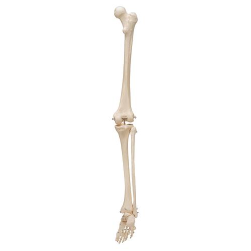 Squelette de jambe avec pied - 3B Smart Anatomy, 1019359 [A35], Modèles de squelettes des membres inférieurs