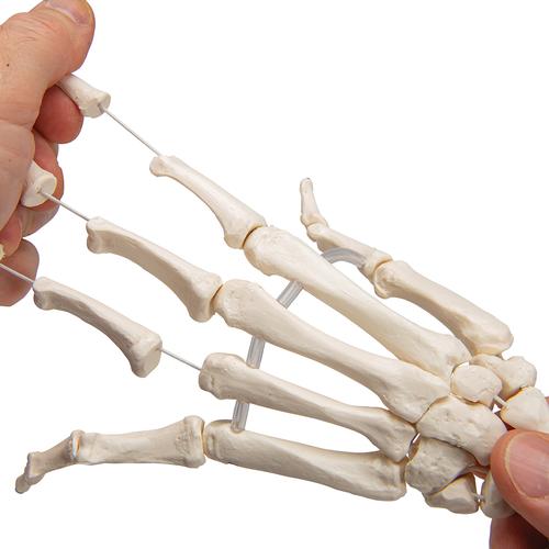 Squelette de la main avec radius et ulna (cubitus), montage articulé et élastique - 3B Smart Anatomy, 1019369 [A40/3], Squelettes des membres supérieurs