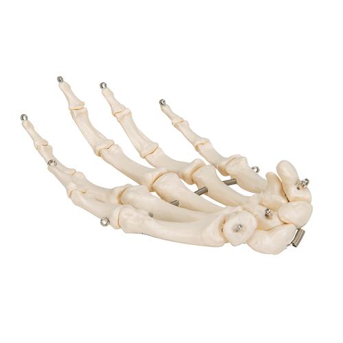 Squelette de la main sur fil de fer - 3B Smart Anatomy, 1019367 [A40], Squelettes des membres supérieurs