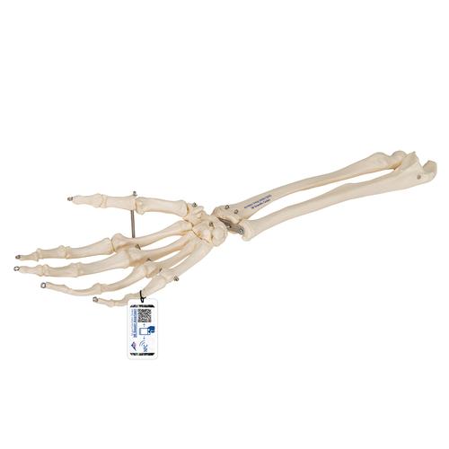 Squelette de la main avec radius et ulna (cubitus), sur fil de fer - 3B Smart Anatomy, 1019370 [A41], Squelettes des membres supérieurs