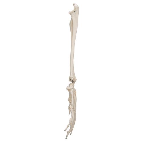 Squelette de la main avec radius et ulna (cubitus), sur fil de fer - 3B Smart Anatomy, 1019370 [A41], Squelettes des membres supérieurs