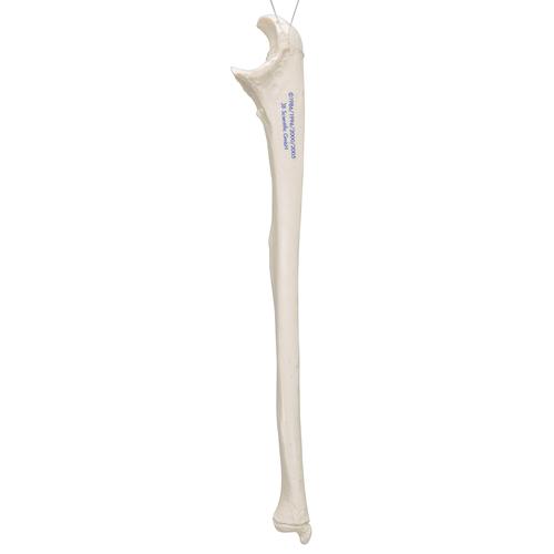 Ulna (Cubitus) - 3B Smart Anatomy, 1019373 [A45/2], Squelettes des membres supérieurs