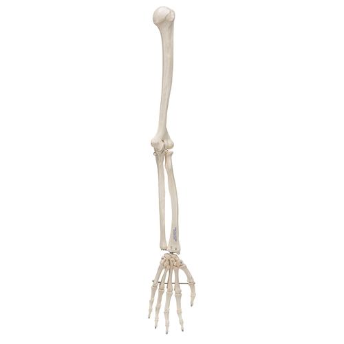 Squelette du membre supérieur - 3B Smart Anatomy, 1019371 [A45], Squelettes des membres supérieurs