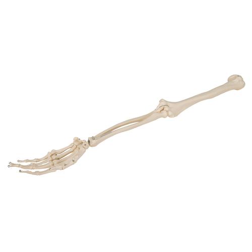 Squelette du membre supérieur - 3B Smart Anatomy, 1019371 [A45], Squelettes des membres supérieurs