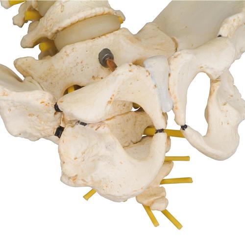 Colonne vertébrale enfant, 3B BONElike - 3B Smart Anatomy, 1000118 [A52], Colonnes vertébrales (rachis)